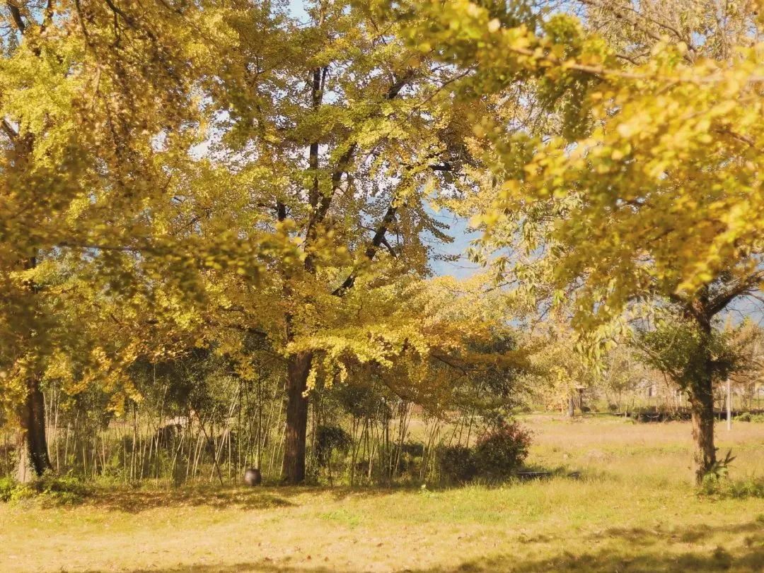 安徽人节假日去哪里玩,安徽皖南旅游最佳时间