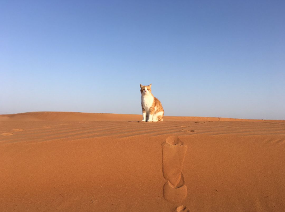 罗布泊流浪猫是怎样活下来的,罗布泊深处发现流浪猫