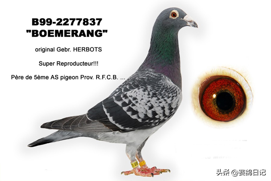 依天迪沃斯席丹号，伯里斯鸽系的起点