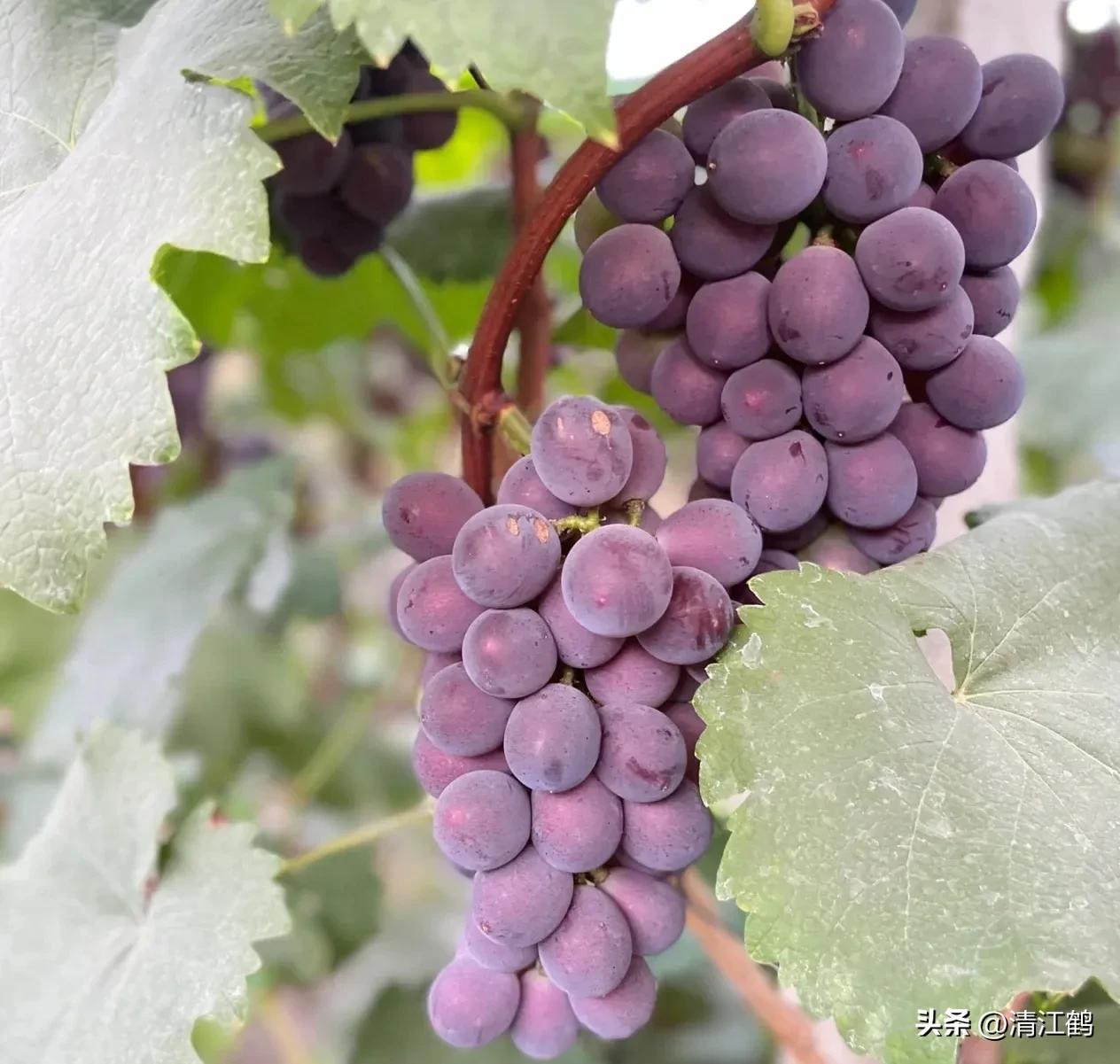 920使用方法哪些作物能用,920和什么混用效果好