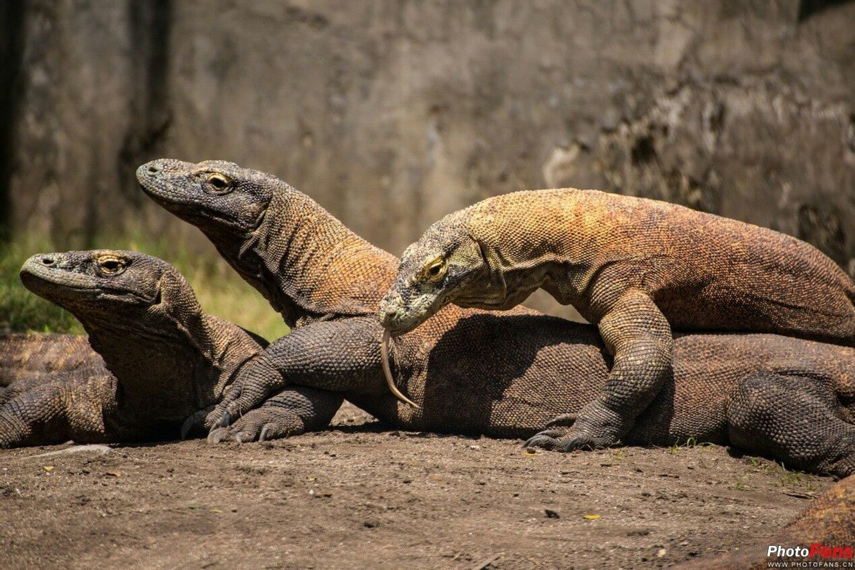 母猴怀孕饲养员背黑锅,日本母猴突然产子