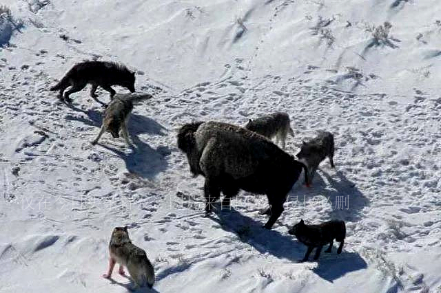 开挖掘机遇到猛兽,挖掘机加满油可以对付狼群么