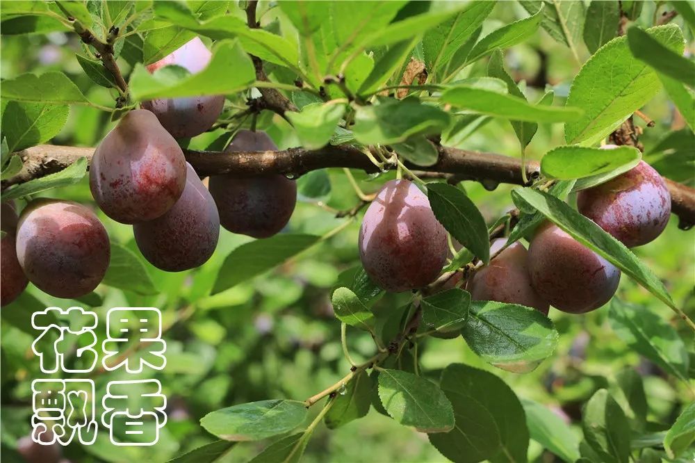 西梅怎么干得比较快呢,关于西梅的知识