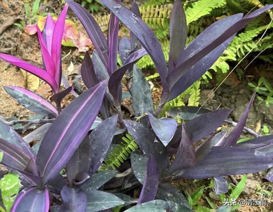 怎样解决除草剂对树的危害,十大恶性杂草除草方案