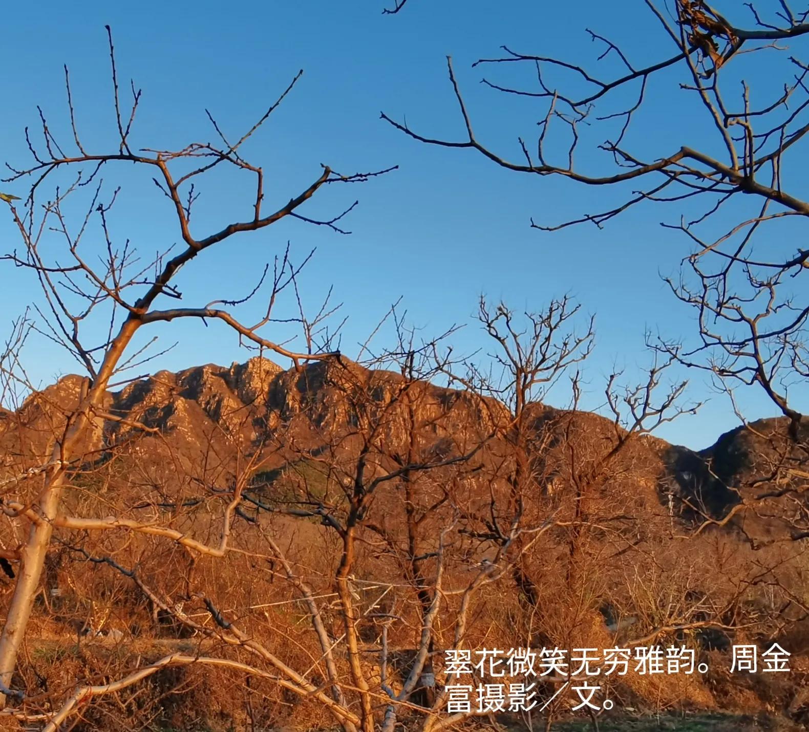 缈犺姳寰瑧,缈犺姳寰瑧鍥剧墖