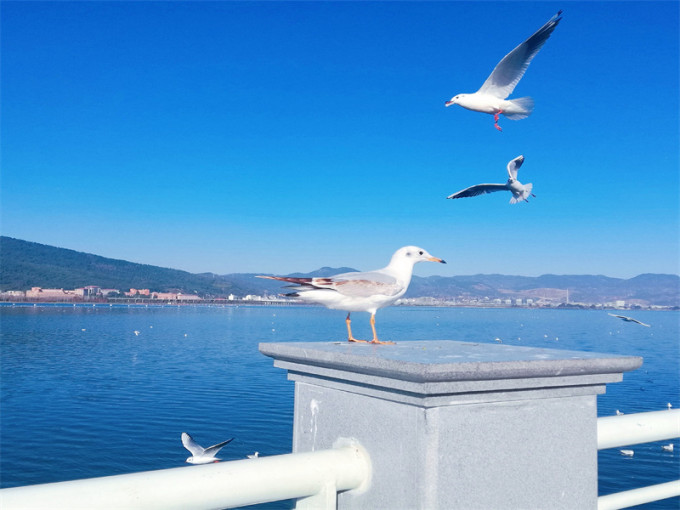 云南旅游避坑攻略一日游推荐,1月份一个人去云南旅游避坑