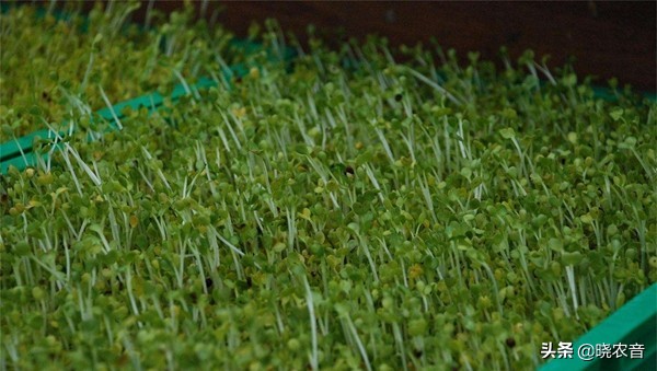 西安芽苗菜种植基地,惠州芽苗菜种植基地