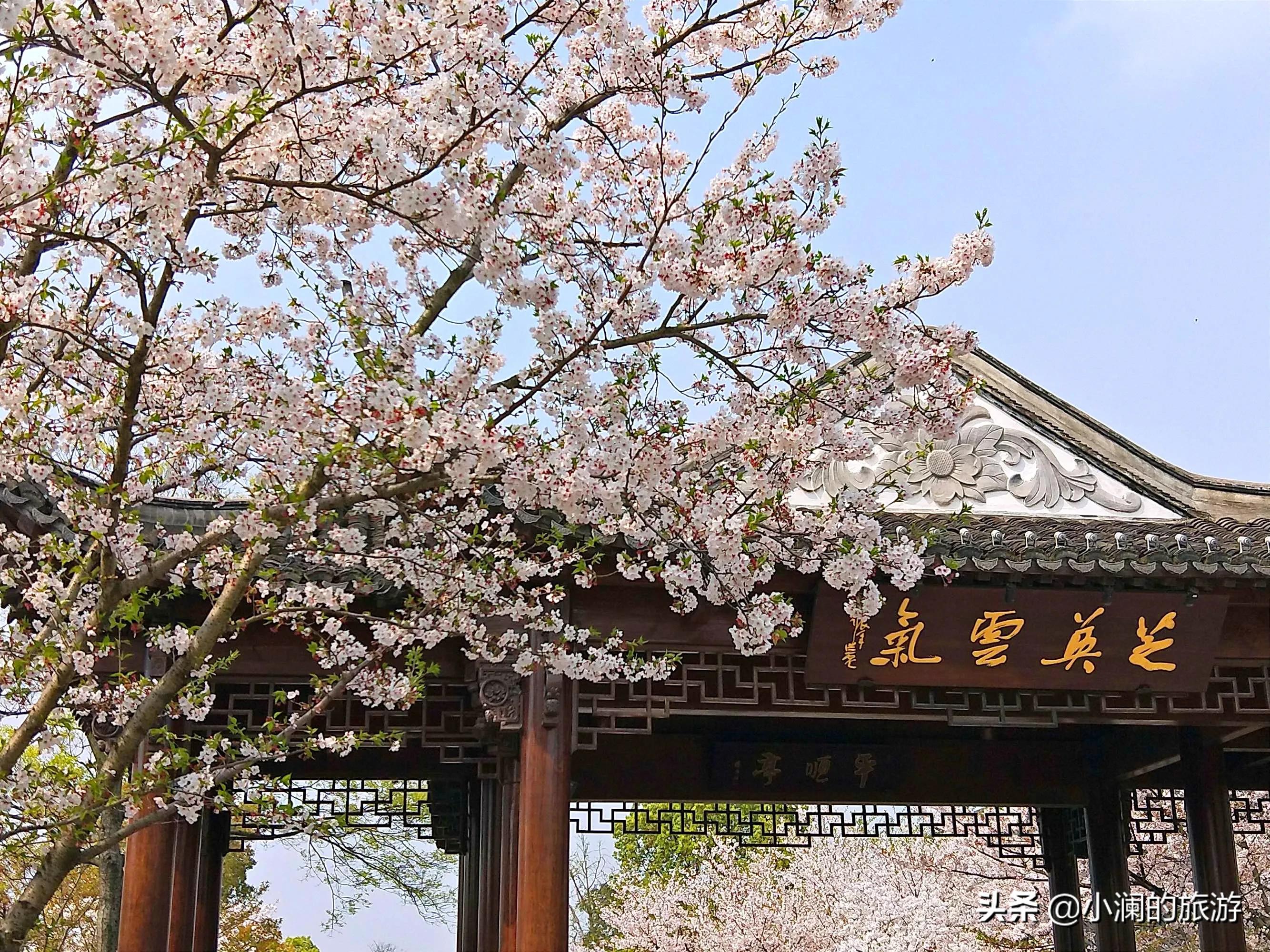 上海市八大免费赏樱地，去过一次的人，基本会再去第二次