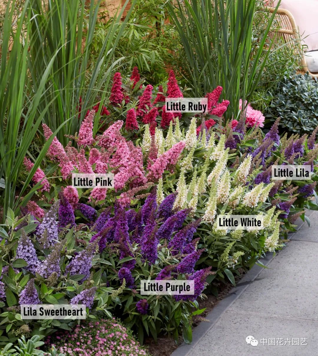 荷兰年度Glazen Tulp新奇植物奖15件产品名单公布 | 每周国际花讯