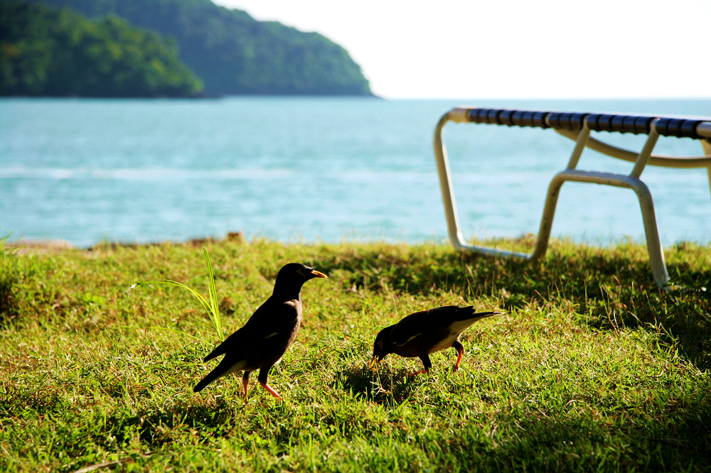 11月马来西亚旅游兰卡威,面向大海春暖花开英语朗读