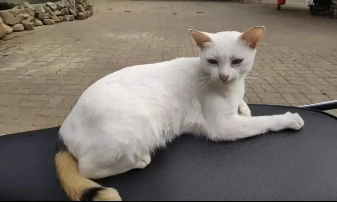 古代猫咪的名字都叫什么,猫咪在古代的名字有哪些