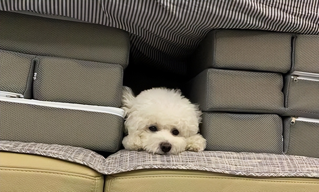 千万不要被比熊这几种行为骗了,不管你和谁相处记住哪5句话