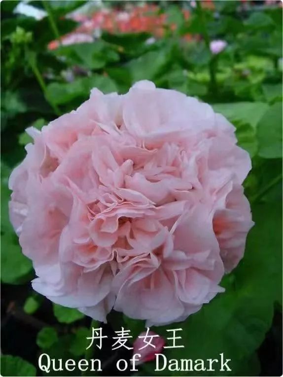 入门天竺葵的扦插方法图解,天竺葵扦插跟绣球扦插方法一样吗