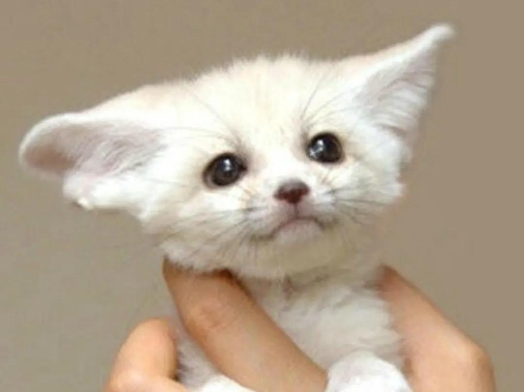 几种都要萌化人心的可爱动物,治愈系笑容照片动物