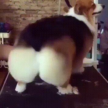 人类从古猿进化成人的盆骨的变化,人类的屁股到底有多奇怪