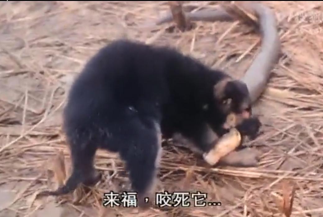 搭错车（酒干倘卖无）