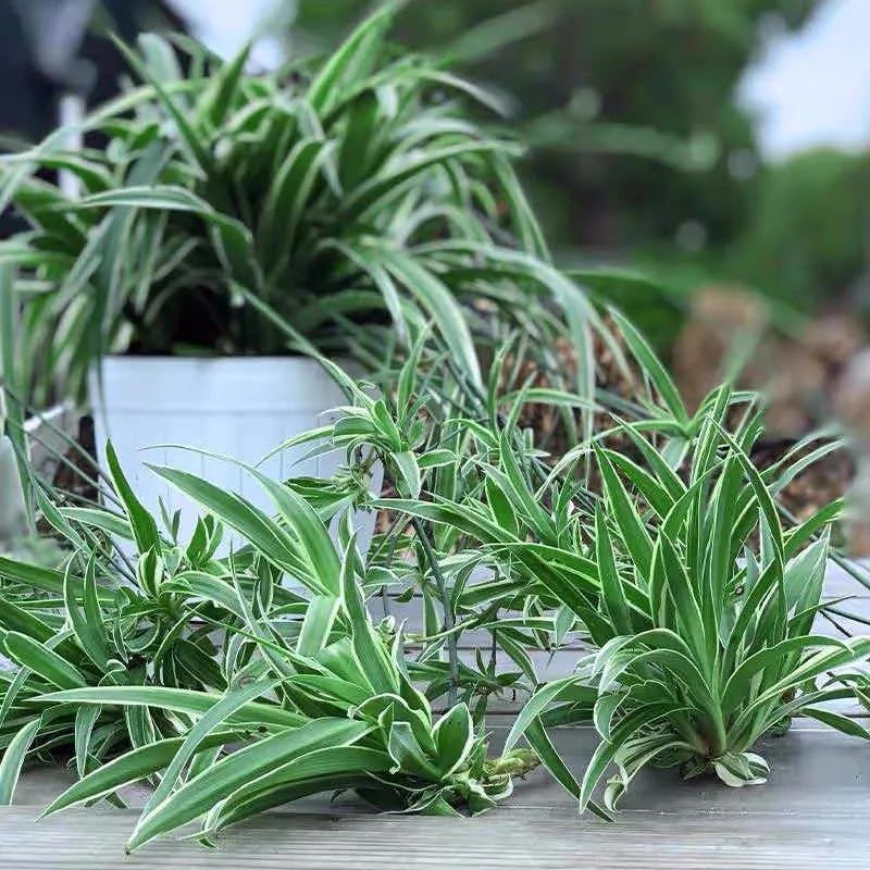 养这10种花越养家里越干净,适宜在家中养的10种花排名