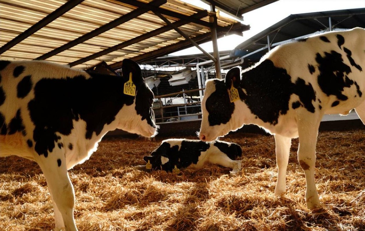 2006年日企在中国租1500亩地，5年不种庄稼，项目最后入不敷出