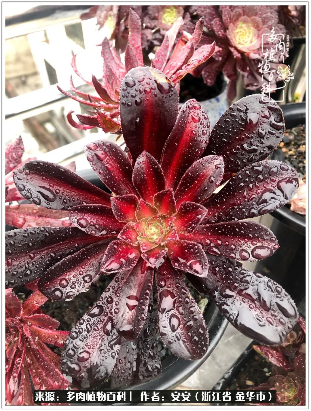 多肉法师花卉品种大全,多肉法师为什么叫法师