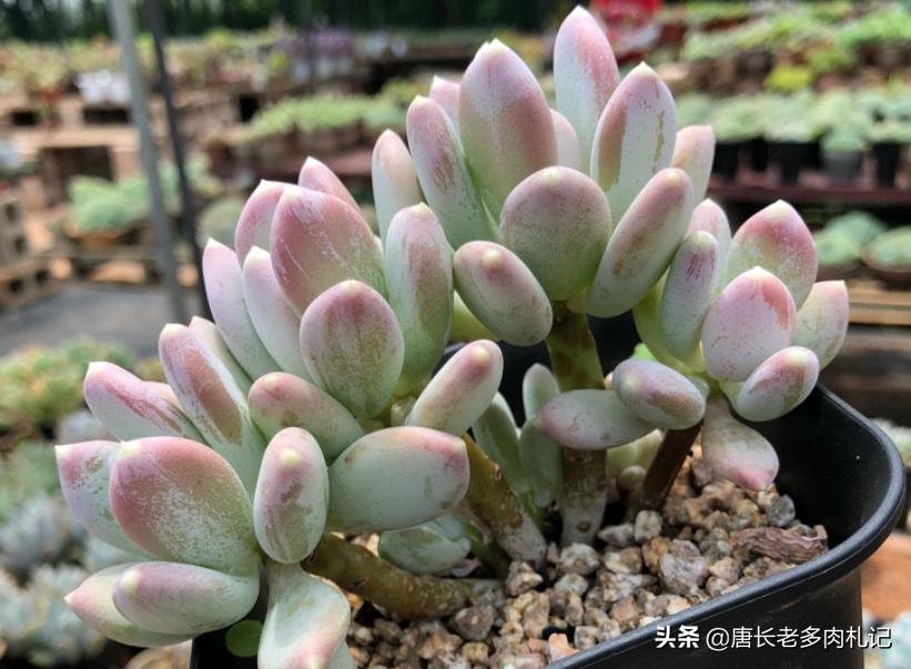 多肉稻田姬，之前常拿来冒充三日月美人，但一个明显特征出卖了它