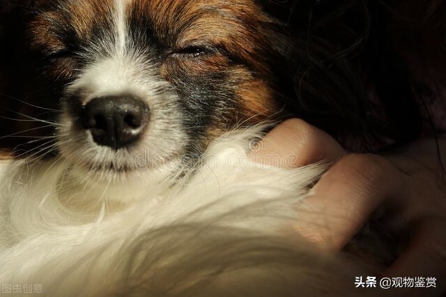 狗死了为什么三年内不养狗，狗死了多久，可以再养狗？