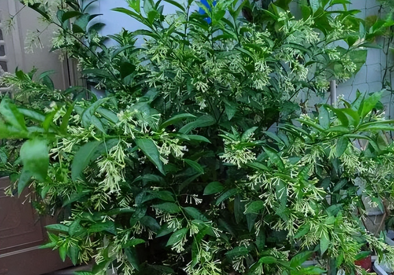 18种花卉的种子,100种最好养又好看的花