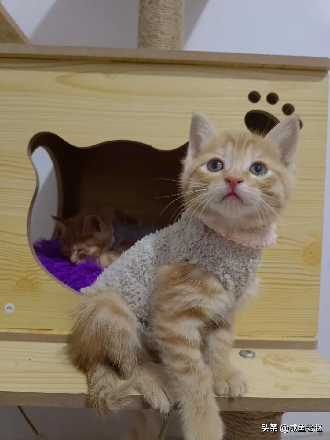 猫咪来我家了,猫咪来家里活泼