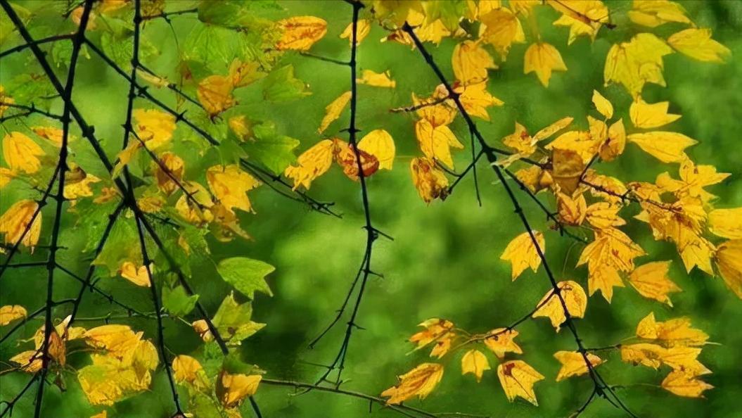 现代最美卜算子情诗,唐诗宋词经典50首卜算子