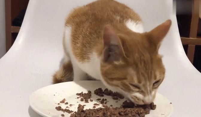 流泪猫猫头原图,最近猫猫头为什么这么火