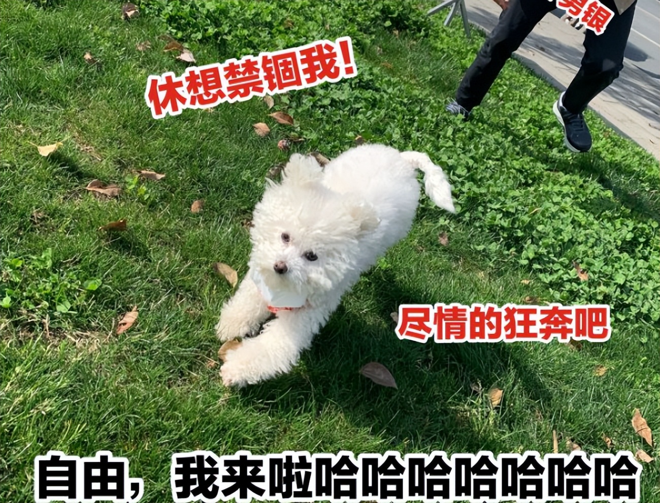 比熊突然变得亲近别人是怎么回事,比熊把人当妈妈