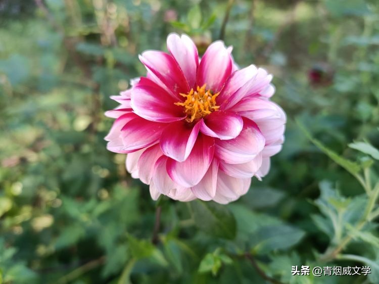 国庆七绝一首诗,国庆重阳朗读