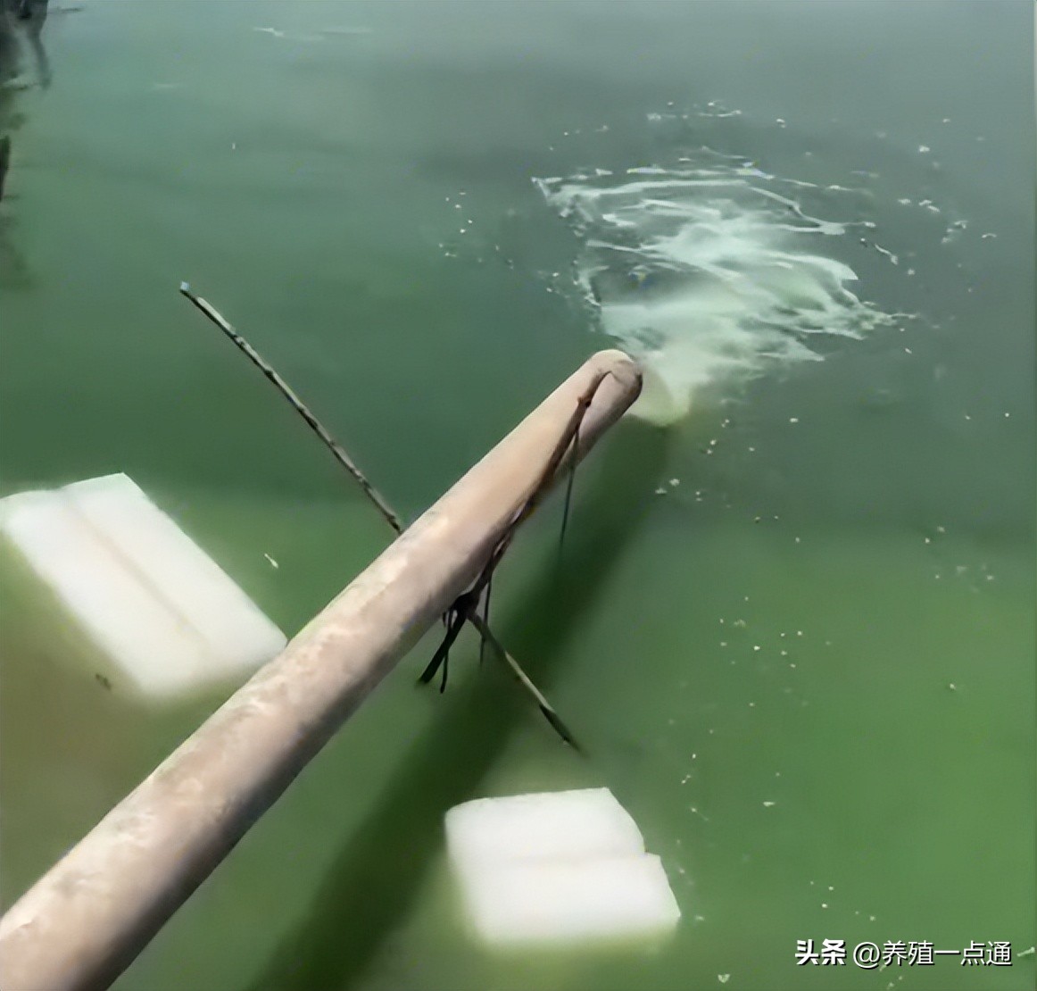 气温下降鱼塘怎么增氧,鱼塘夏季高温怎样调水