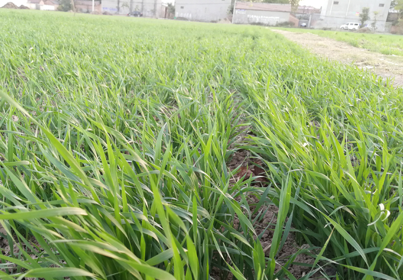 如何判断小麦是否旺长,小麦长得太旺盛了怎么控旺