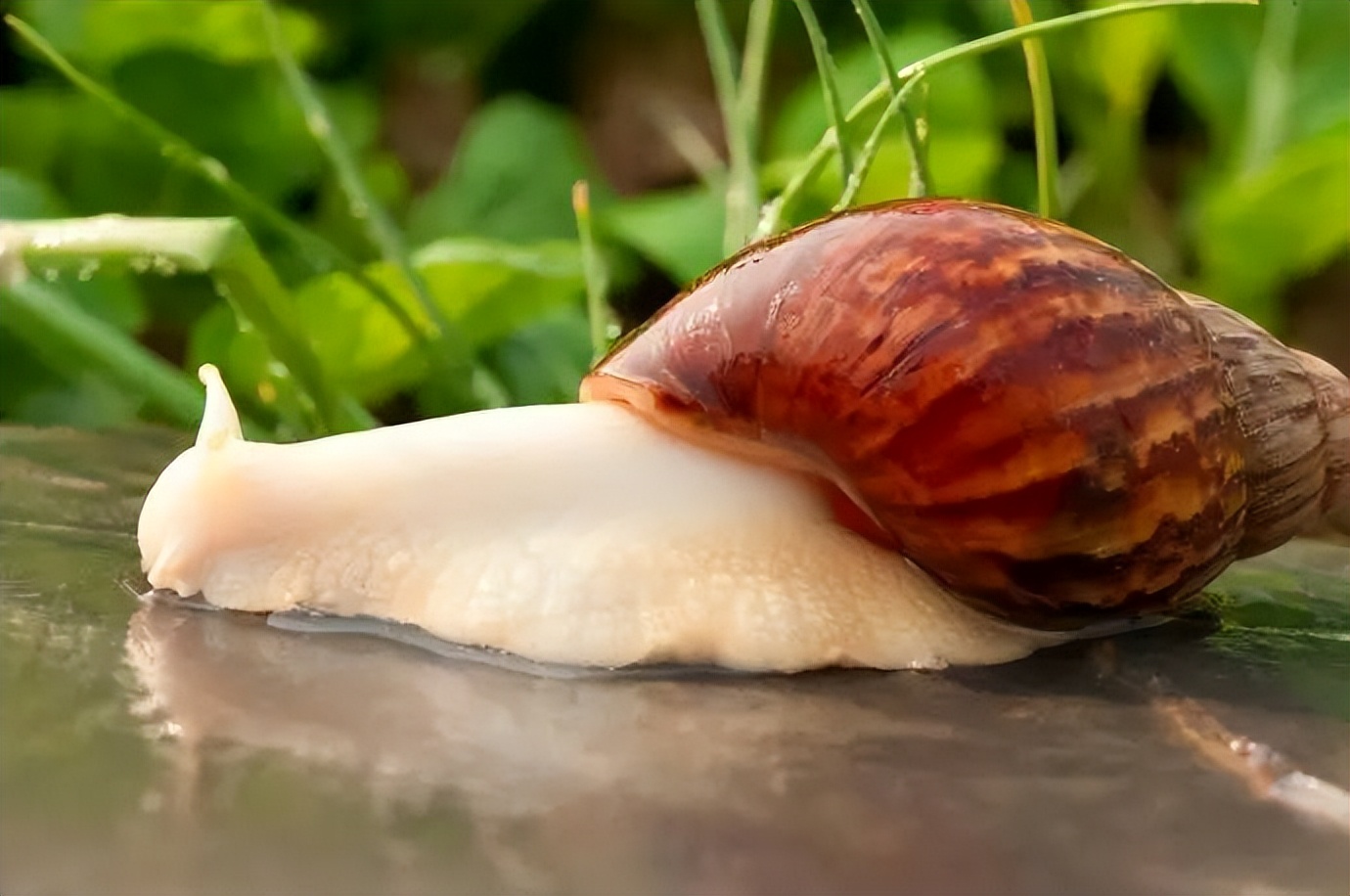 白玉蜗牛开箱视频,白玉蜗牛怎么怀孕