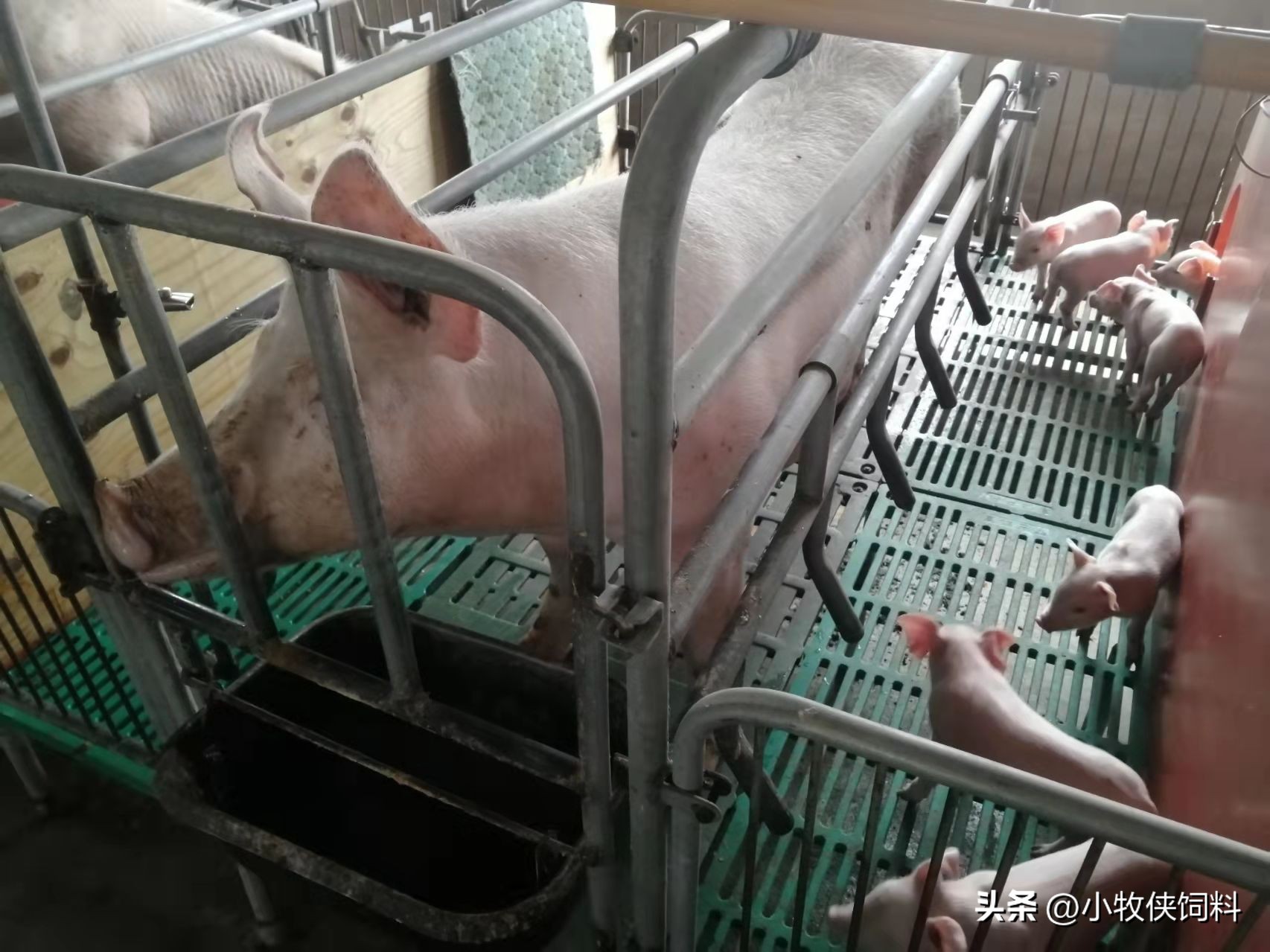 猪传染性萎缩性鼻炎传染仔猪吗,猪传染性萎缩性鼻炎