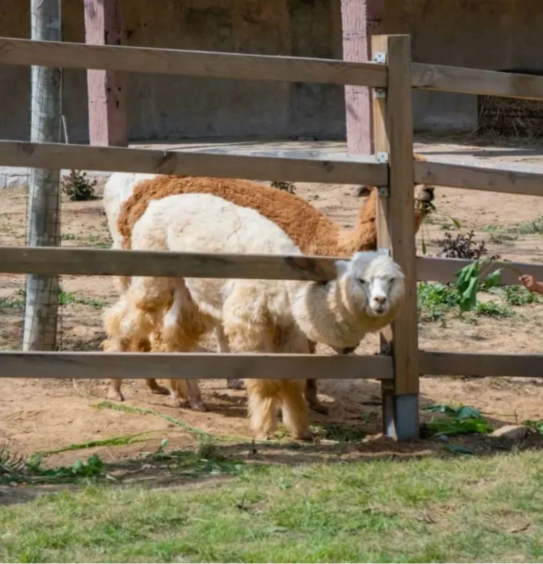 济南遛娃嗨玩这里享优惠,济南遛娃乐园周末