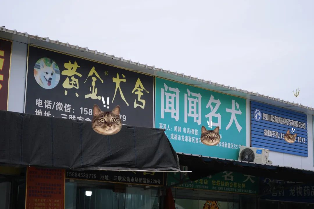 三联鸡鸭市场在哪里,三联市场家禽