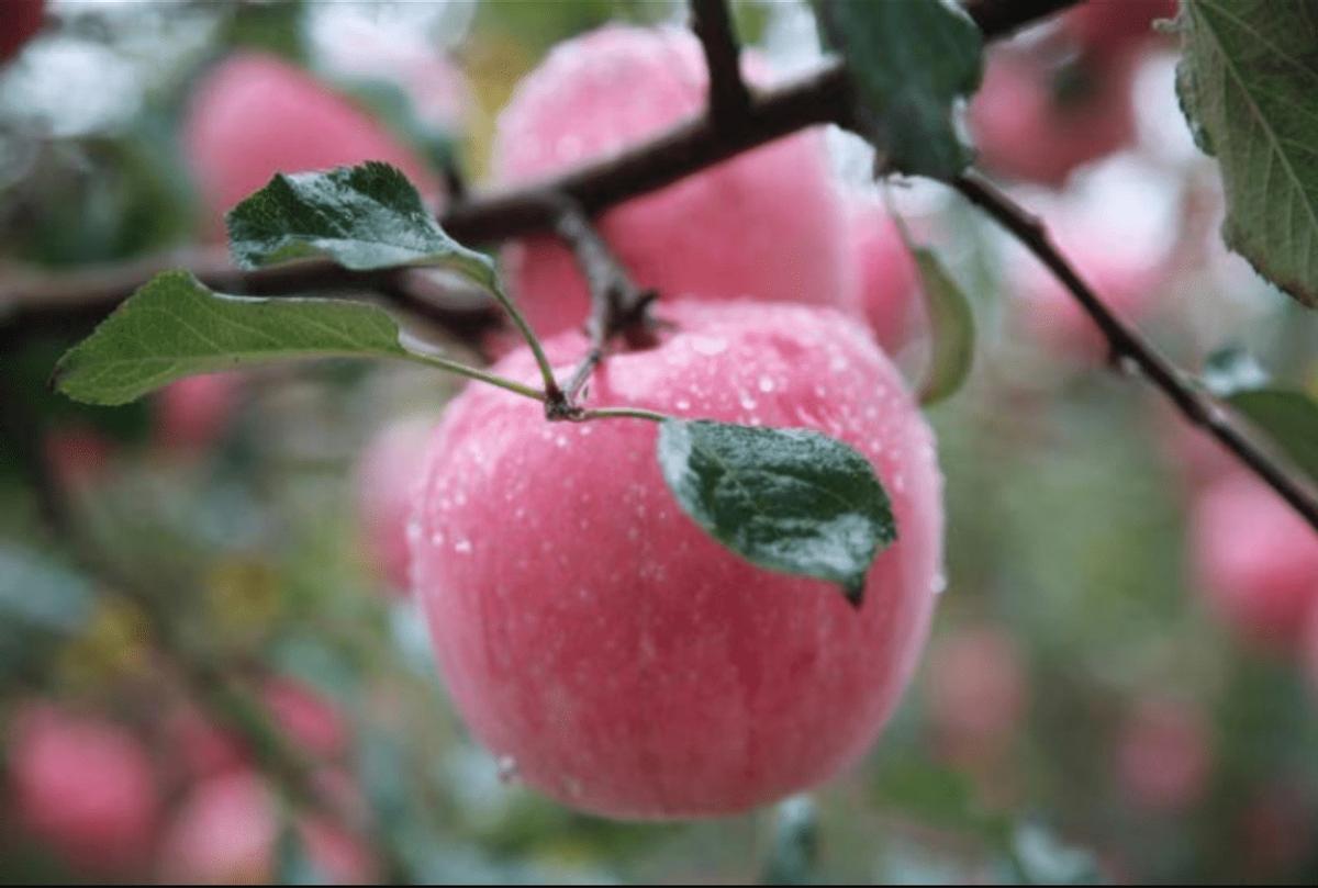 苹果在中国古代叫什么名字,有趣的苹果名称古代