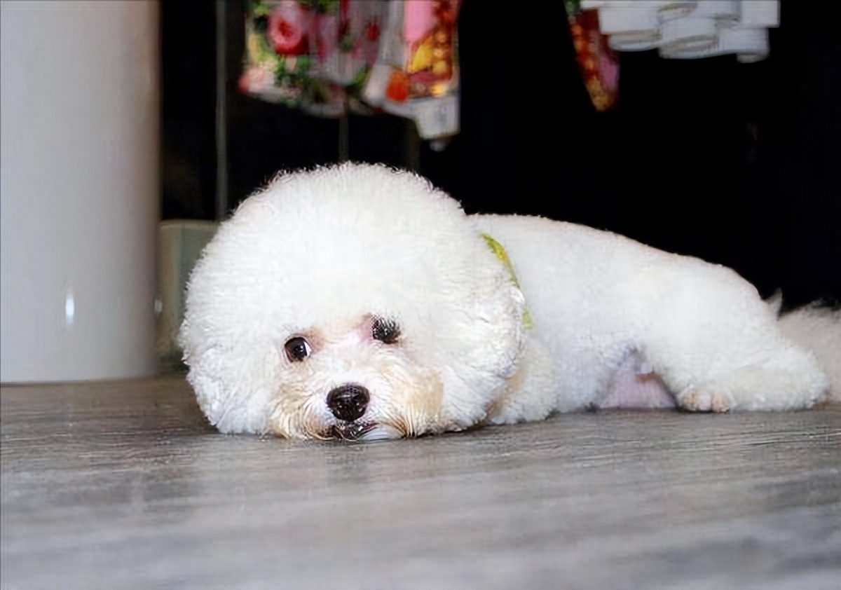 比熊死前的预兆,比熊的6个表现