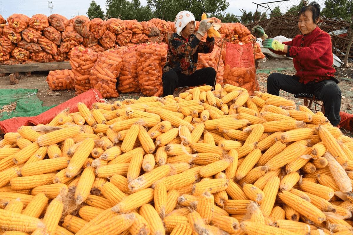 美国70万吨玉米订单被取消了吗,中国取消美国玉米订单吗