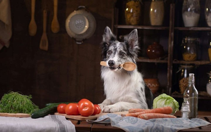 强迫狗狗吃狗粮好不好,宠物犬不给饭吃被疯狂虐待