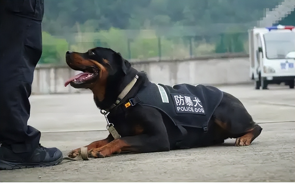 绝对听从主人命令的狗大型犬,既能护卫又能看家的大中型犬