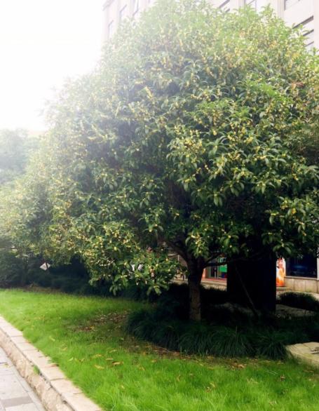 陶醉在秋天的诗句,陶醉在秋天美景