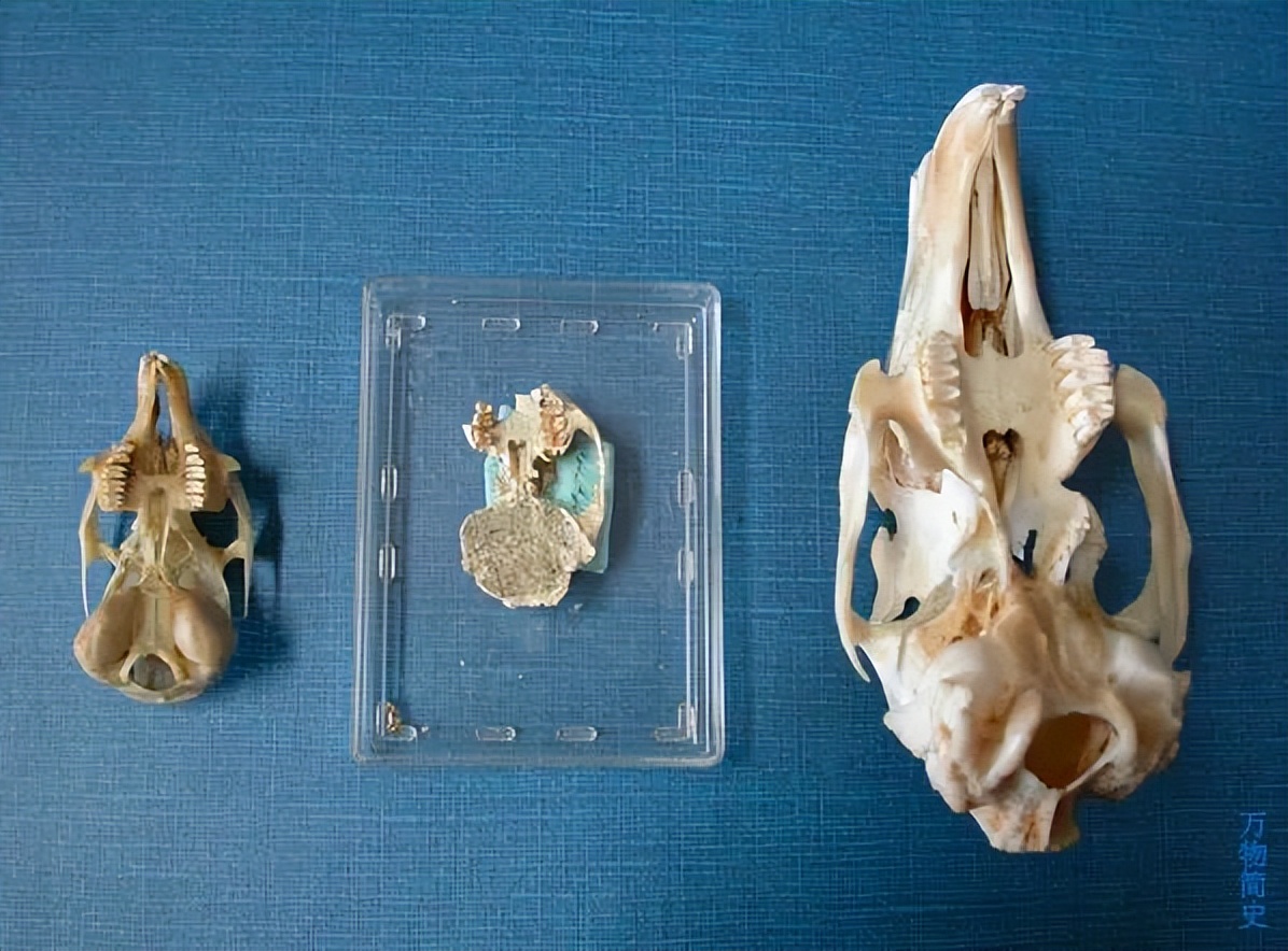 那年那兔那些年的故事,那年那兔那些事儿百年风云