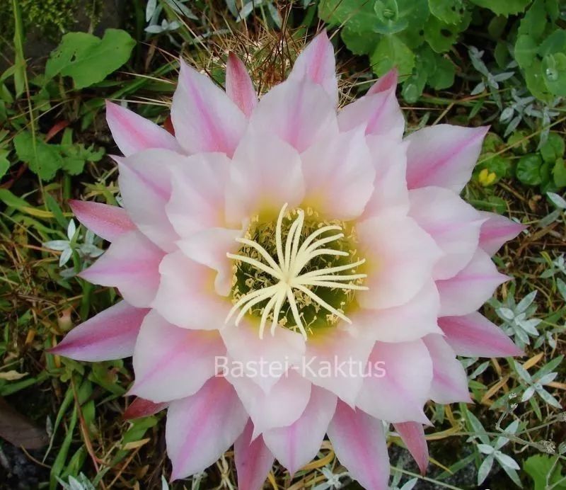 200种·仙人球开花图鉴，大开眼界，美到爆