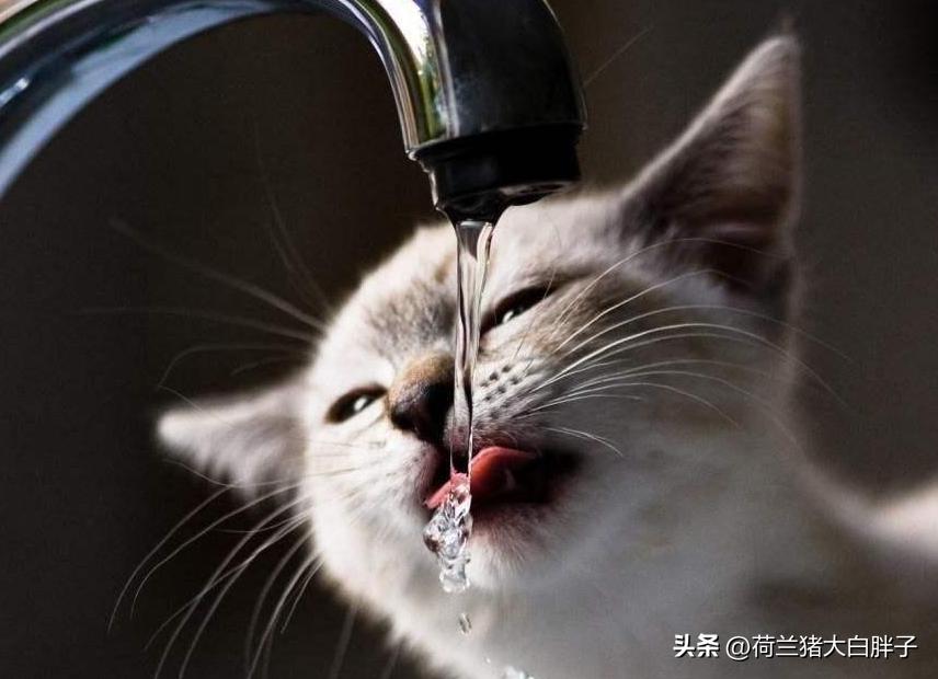 为什么猫咪不爱喝水？怎样让猫咪多喝水