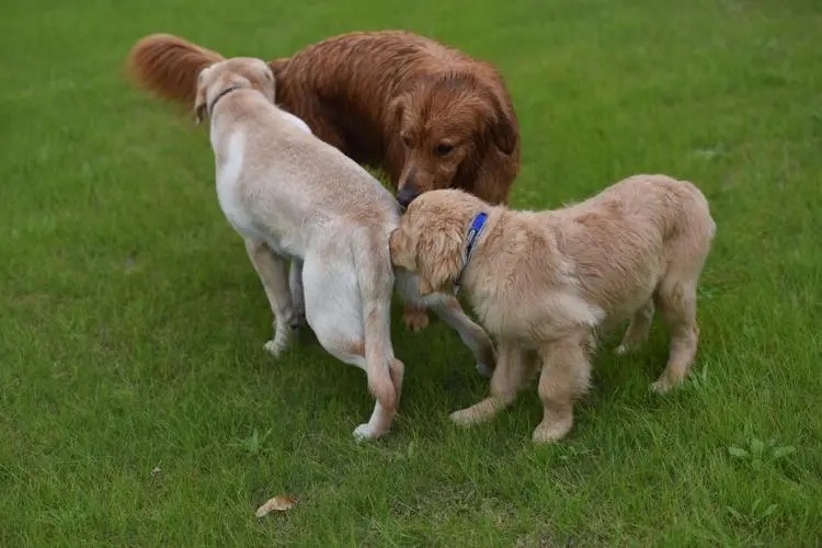 为什么大多数动物在交配前，都会闻闻对方的屁股？这样有何作用？