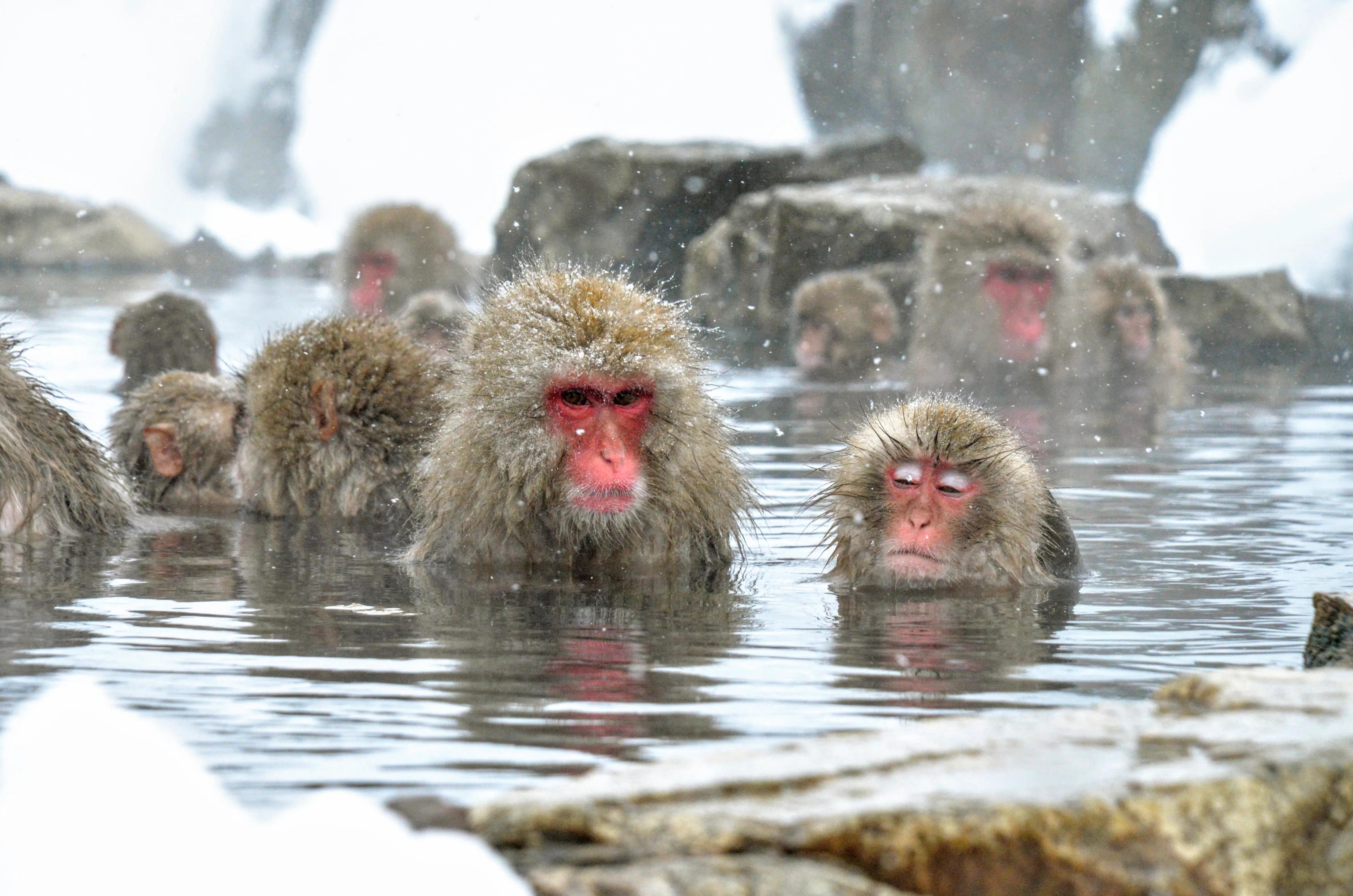 自然世界日本雪猴,日本猴子泡温泉