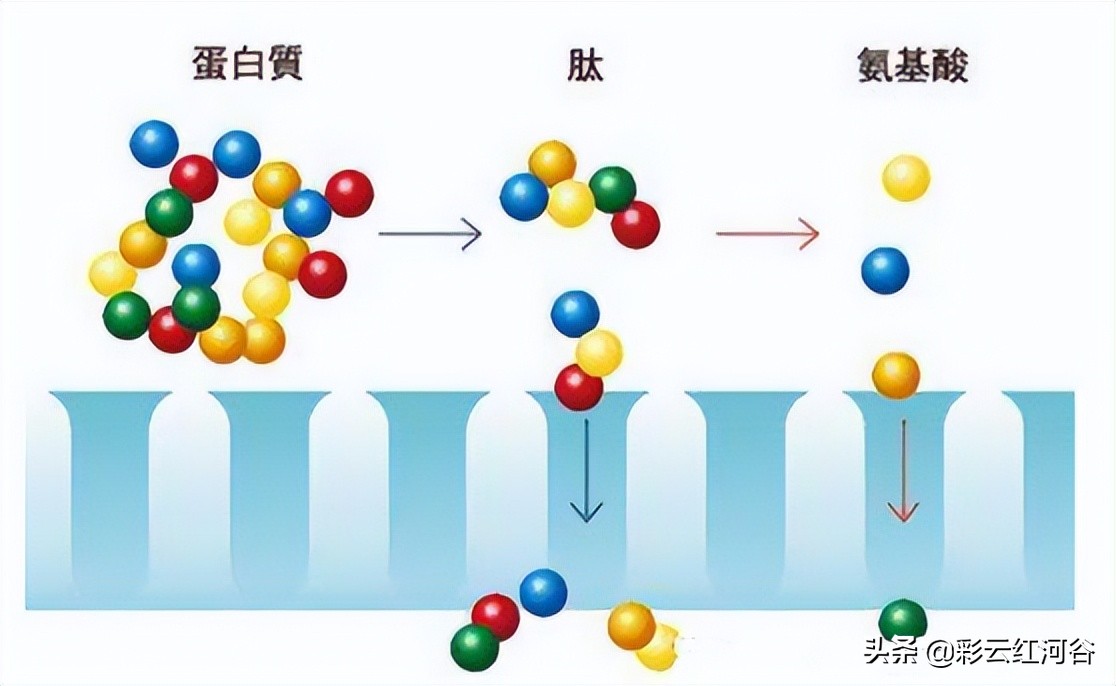 胶原蛋白是不是长期才有效,胶原蛋白什么年龄开始补