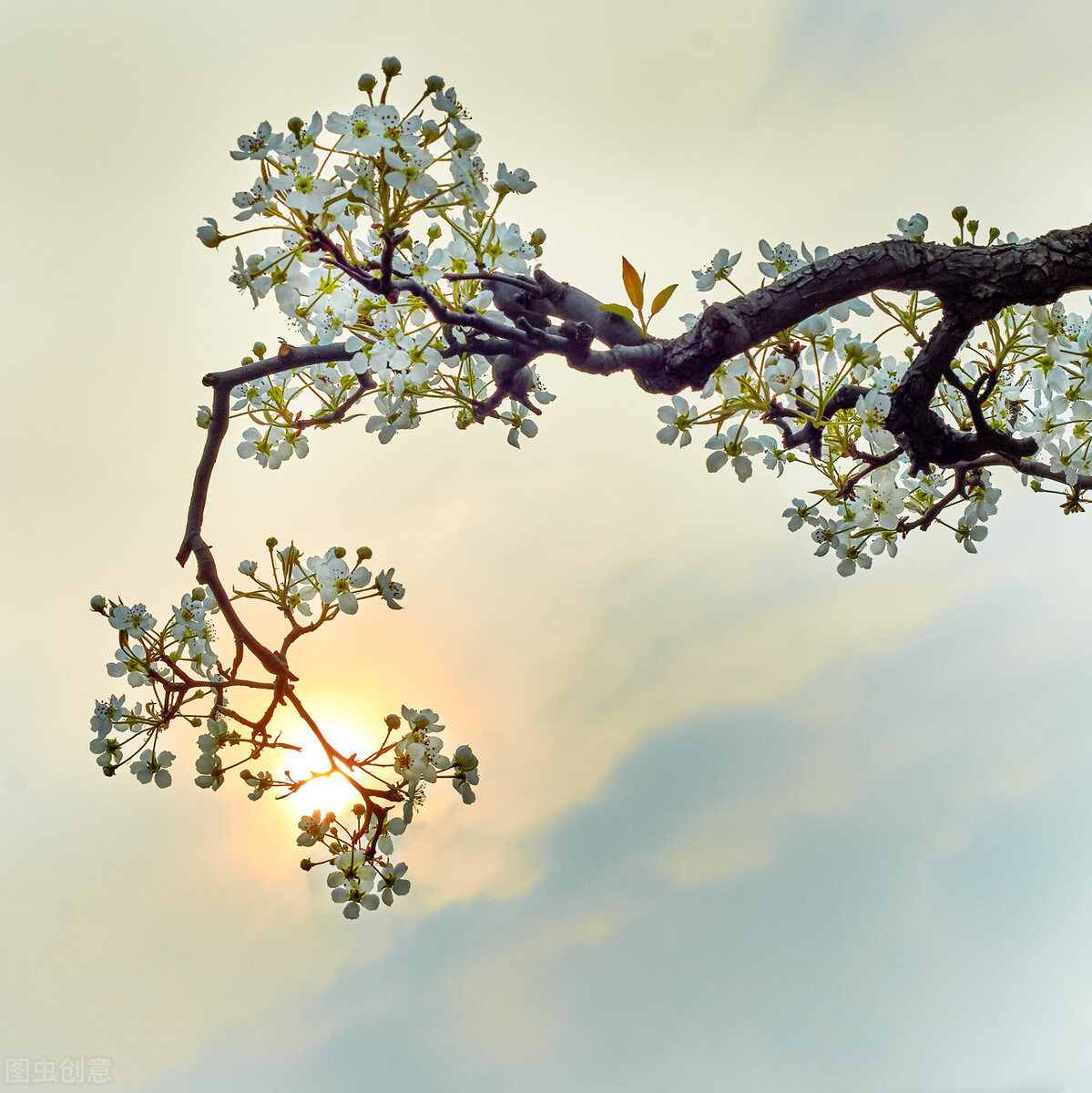 人民网推荐清明节诗词,诵读清明节经典诗词